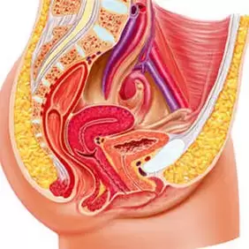 weibliches Urogenitalsystem und G-Punkt